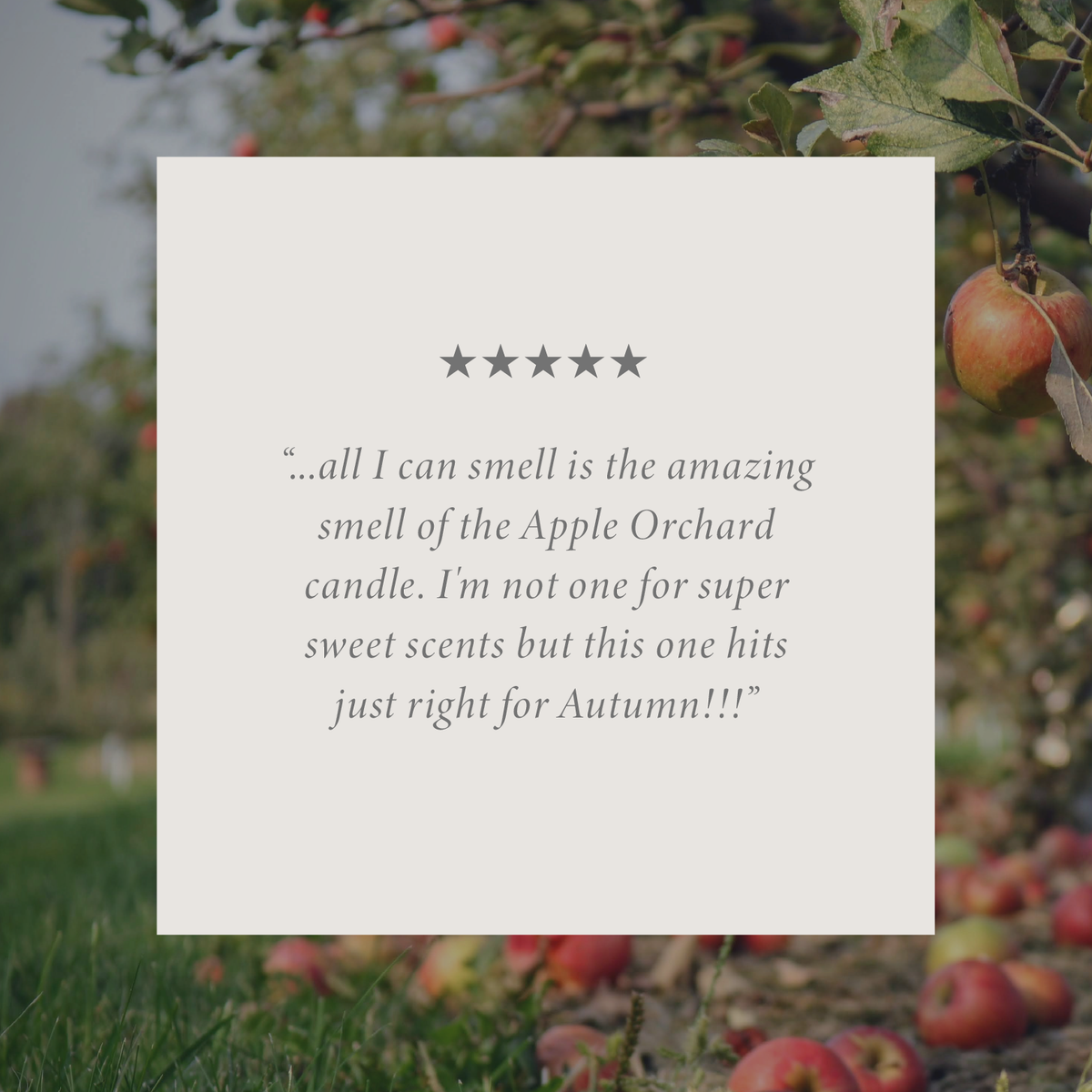 Apple Orchard